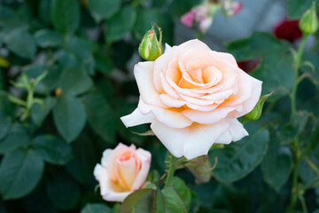 Delicate and lovely light yellow rose close-up on a green background in the garden.