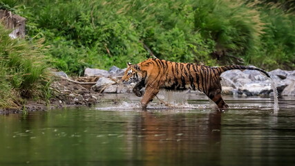 Fototapeta na wymiar Siberian tiger, Panthera Tigris Altaica, hunts in a lake amid a green forest. Top predator in a natural environment. 