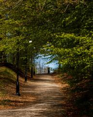 Fototapeta premium autumn in the park