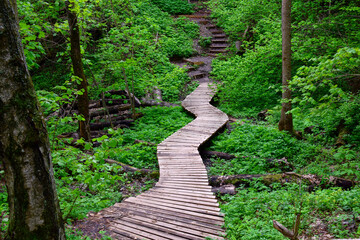 Wooden bridge to the steps among the trees in the forest