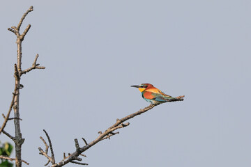 Close-up portrait of Bee-eater sitting on the tree. Flying jewel. European Bee-eater, Merops apiaster