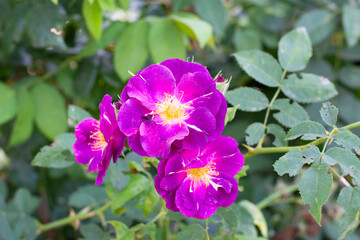 A branch of a rose hip with unusual purple violet flowers against a background of green leaves in the garden.