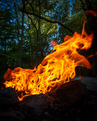 fire in the forest