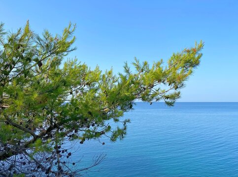 Pine branch over calm blue sea and clear sky. Calm sea blue water. Dense conifer against tranquil ocean waters. Idyllic summer seascape.