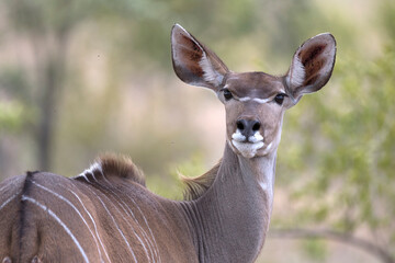 Portrait of african female greater kudu ewe antelope