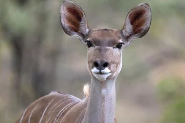 Crédence de cuisine en verre imprimé Antilope Portrait of african female greater kudu ewe antelope