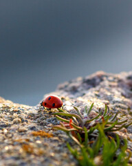 ladybug on the grass