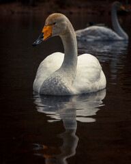 mute swan cygnus olor