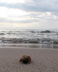 ladybird on the beach