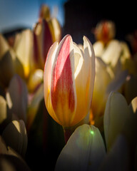 red and yellow tulips