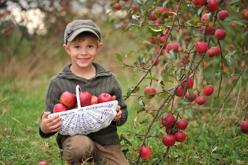 A handsome boy with a basket of apples picking apples in an autumn orchard.

