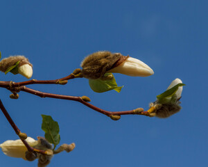 branches with buds