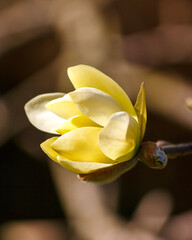 close up of a yellow flower