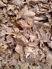 autumn, could, fall, leaf, broun