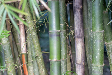 Close up de bamboo
