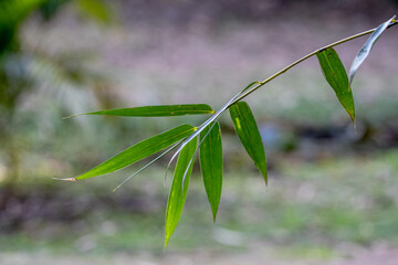 Close das folhar do bamboo