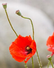 red poppy in a field