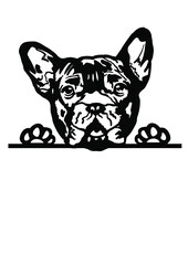 French bulldog