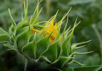 Unblown flower of a sunflower close-up against a background of foliage.