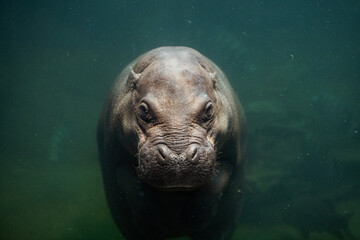 hippo under water 