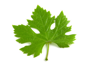 Grape leaf isolated on white background.