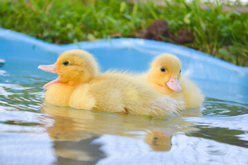 Cute tiny yellow pet muscovy baby duck duckling swimming in a blue pool or pond