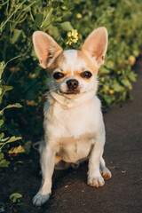 A Chihuahua dog poses at a photo shoot.
