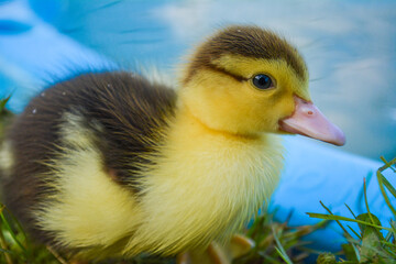 Cute tiny yellow and brown pet muscovy baby duck duckling swimming in a blue pool or pond