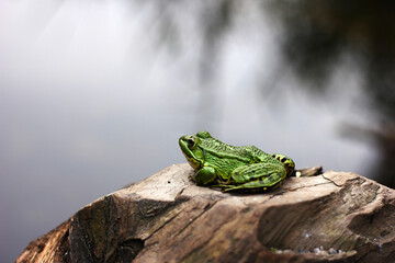 frog in the pond