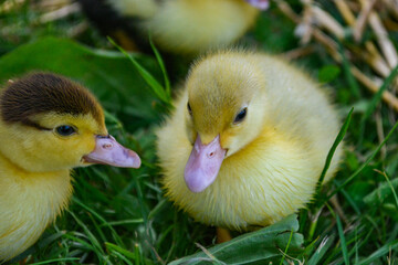 Cute pet fluffy easter yellow duckling baby duck on the grass on a farm homestead