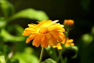 Calendula, medicinal plant with flower