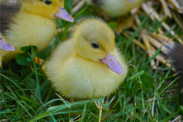 Cute pet fluffy easter yellow duckling baby duck on the grass on a farm homestead