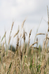 Natura - zboże na polnej łące