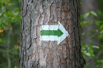 Oznaczenie szlaku w lesie