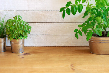 Herbs in pots on a background of white boards