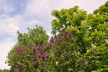 Fototapeta na wymiar blooming chestnut and lilac in the park in spring