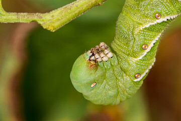 Tobacco hornworm eating tomato plant in garden. Gardening, pest control and leaf damage concept