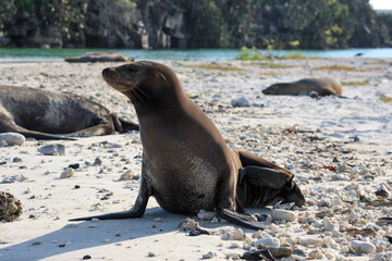 island sea lion