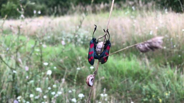 Zwei Rotwidderchen. Hufeisenklee-Wiiderchen, bzw. Sechspunktwidderchen bei der Paarung.