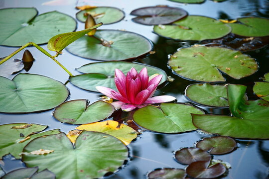 99 Best Feuille De Nenuphar Images Stock Photos Vectors Adobe Stock