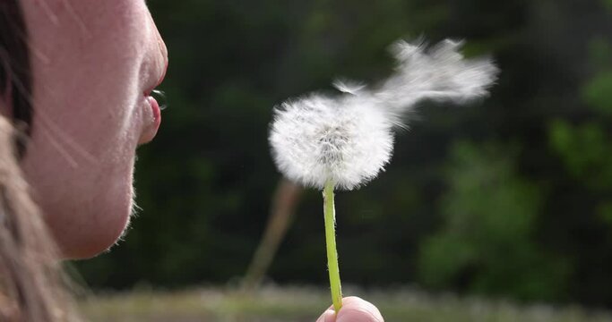Slow motion shooting Close up, rear view of the face and mouth of a young woman, gently blowing on a dandelion, sending the seeds to fly in the wind