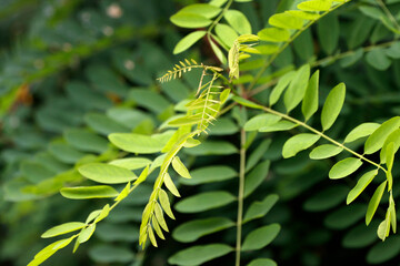 Fern leaf in spring