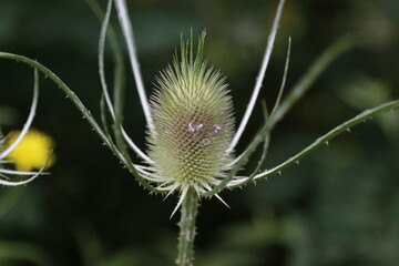 Vegetation in an urban park