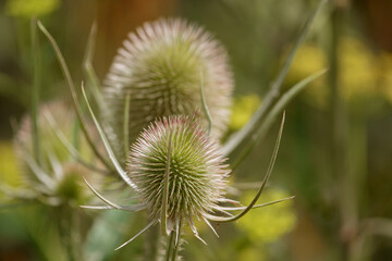 beautiful Wild Teasel (Dipsacus fullonum) thistle on Salisbury Plain, UK