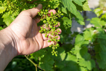 Naklejka na ściany i meble Unripe, green bunch of young grapes in vineyard garden in hand