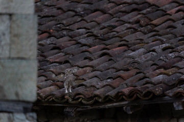 Little owl have a rest on the top of roof. Ornithology in the Rhodope mountains. Bulgaria birds during spring season.