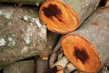 Fresh pile of cut logs of a cinnamon tree set on the ground.