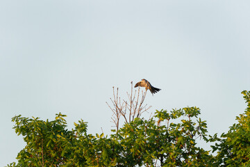 Common cuckoo flying during morning time. Ornithology in the Rhodope mountains. Bulgaria birds during spring season.