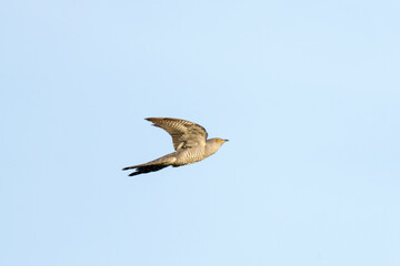 Common cuckoo flying during morning time. Ornithology in the Rhodope mountains. Bulgaria birds during spring season.