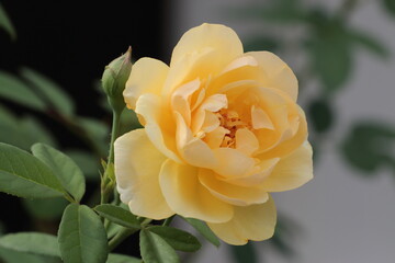 yellow rose on white black background